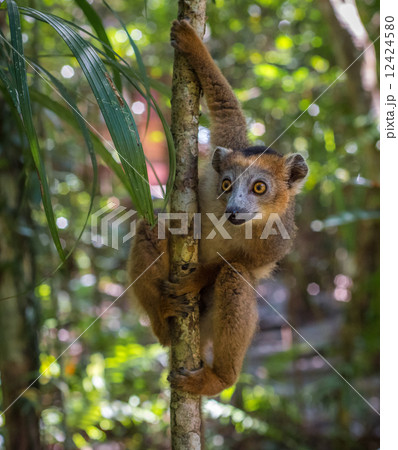 Lemur of Madagascar 12424580