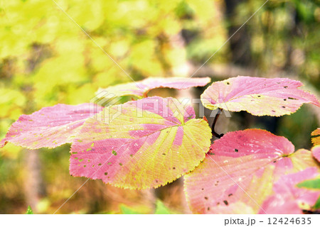 オオカメノキの紅葉 12424635