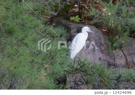 松の枝に小鷺 松の枝に小鷺 12424696