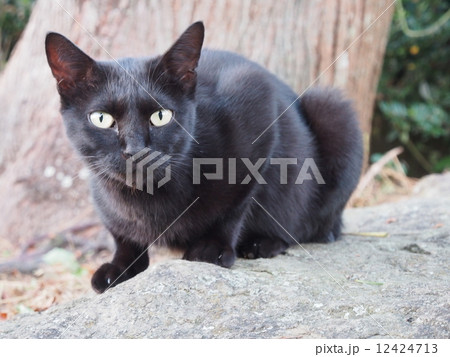 漁港の黒猫2 12424713