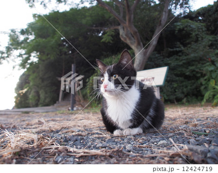 神社の守猫 12424719