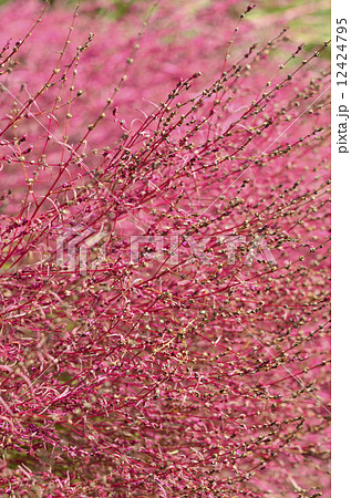 ホウキギ(箒木) ホウキギ(箒木) 12424795