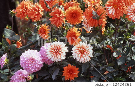 ダリア 12424861