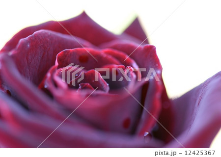 薔薇 薔薇 12425367