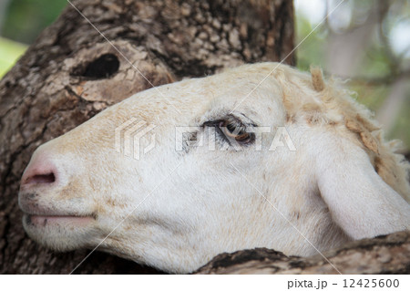 sheep 12425600