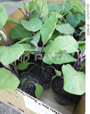 野菜苗 12425740