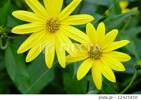 菊芋の花 菊芋の花 12425850