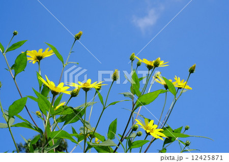 菊芋の花 12425871