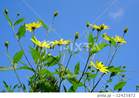 菊芋の花 12425872