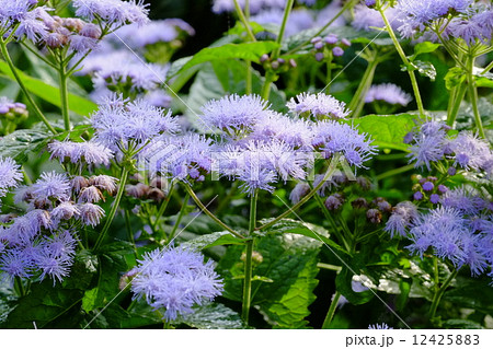 カッコウアザミ カッコウアザミ 12425883