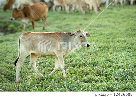 Cow grazing on farmland. 12426089