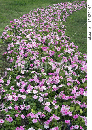 インパチェンス群生 12426149