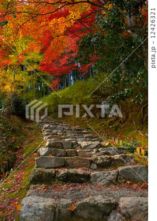 直指庵紅葉 12426321