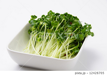 カイワレ大根 カイワレ大根 12426705