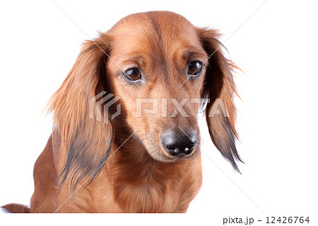 dachshund dachshund 12426764