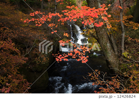 竜頭の滝の紅葉 竜頭の滝の紅葉 12426824