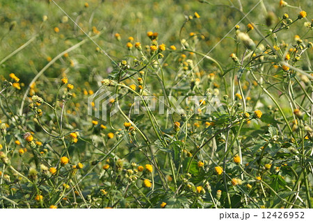 帰化植物のコセンダングサ（小栴檀草） 12426952