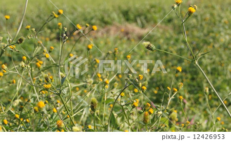 16：9帰化植物のコセンダングサ（小栴檀草） 12426953