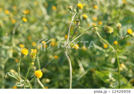 帰化植物のコセンダングサ（小栴檀草） 12426956