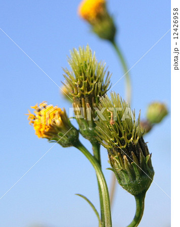 帰化植物のコセンダングサ（小栴檀草） 12426958