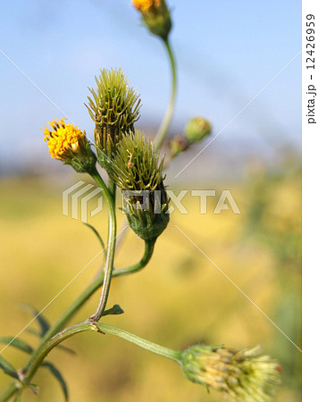 帰化植物のコセンダングサ（小栴檀草） 12426959