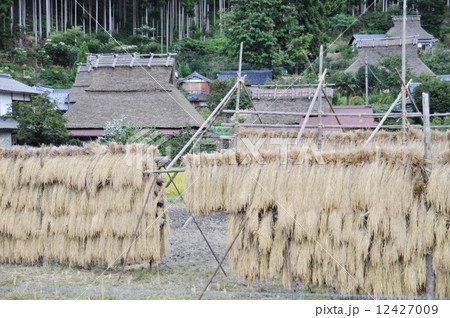 美山の茅葺きと稲穂２ 12427009