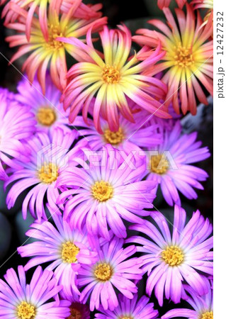 多肉植物６ 12427232