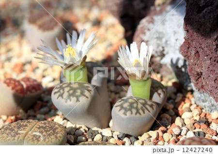 多肉植物 12427240