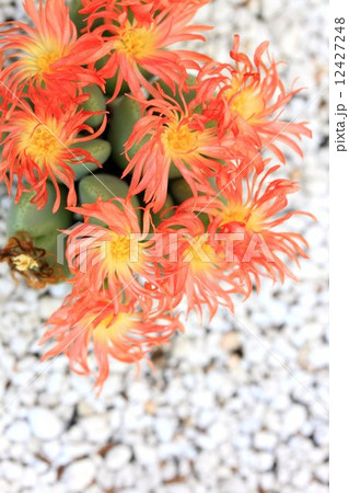 多肉植物 多肉植物 12427248