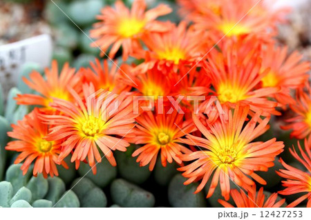 多肉植物 12427253