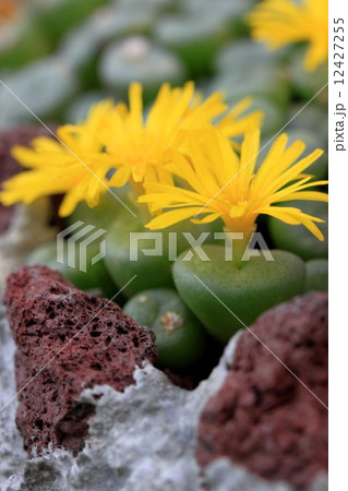 多肉植物 12427255