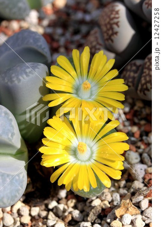 多肉植物 12427258