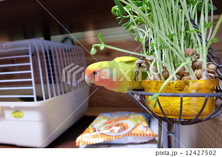 飛び、遊び 12427502