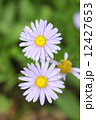 紫色の花 12427653