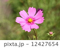 コスモス 12427654