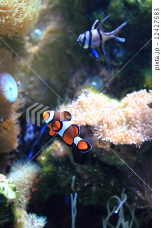 nemo fish (clown fish) 12427683