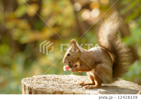 クルミを食べるエゾリス クルミを食べるエゾリス 12428339