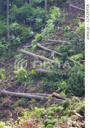 採算の合う林業を目指す 12428458