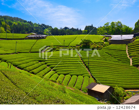 宇治茶の里 12428674
