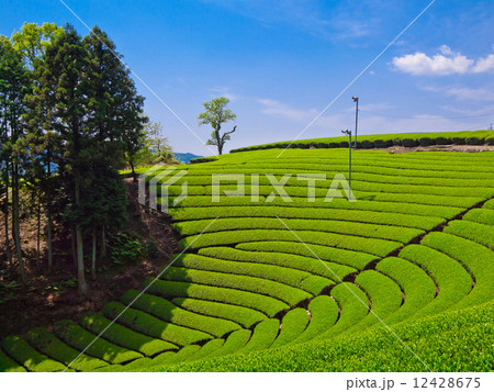宇治茶の里 12428675