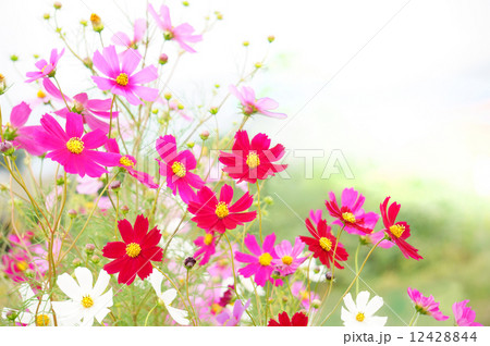 コスモス 12428844