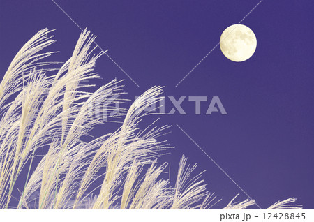 月とすすき 12428845