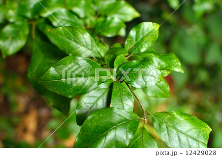 樹木・コクサギ　ミカン科 12429028