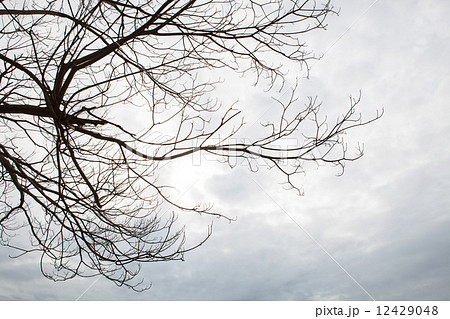 dry tree branch against cloudy day use as multipurpose natural b 12429048