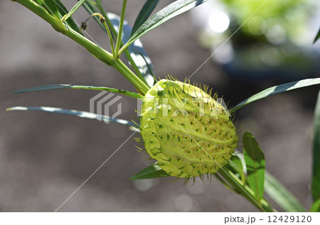 フウセントウワタ（風船唐綿）　果実 12429120