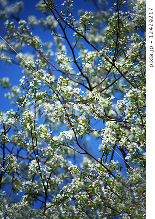 ザイフリボクの開花 12429217