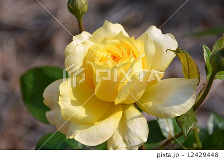 薔薇 ゴールデン・グロー 薔薇 ゴールデン・グロー 12429448