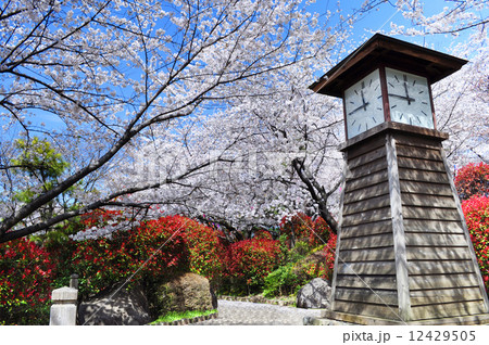 飛鳥山公園の桜 12429505
