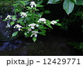 雨の日のアジサイ 12429771