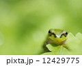 カエル 12429775